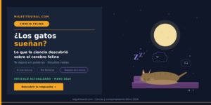 Los gatos sueñan durante el sueño REM con expresión relajada