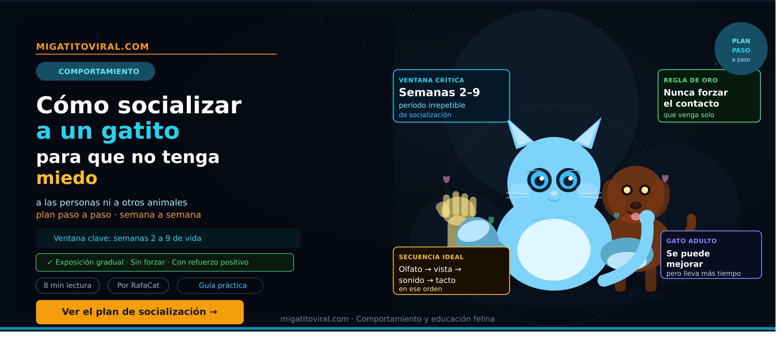 Cómo socializar a un gatito con humanos correctamente