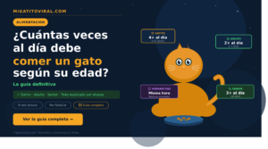 Cuántas veces al día debe comer un gato según su edad