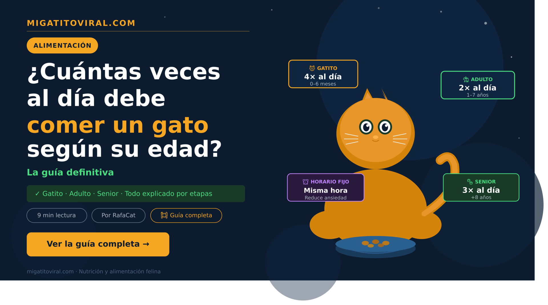 Cuántas veces al día debe comer un gato según su edad