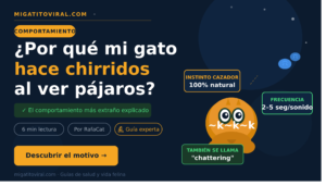 Por qué mi gato hace chirridos cuando ve pájaros — comportamiento explicado