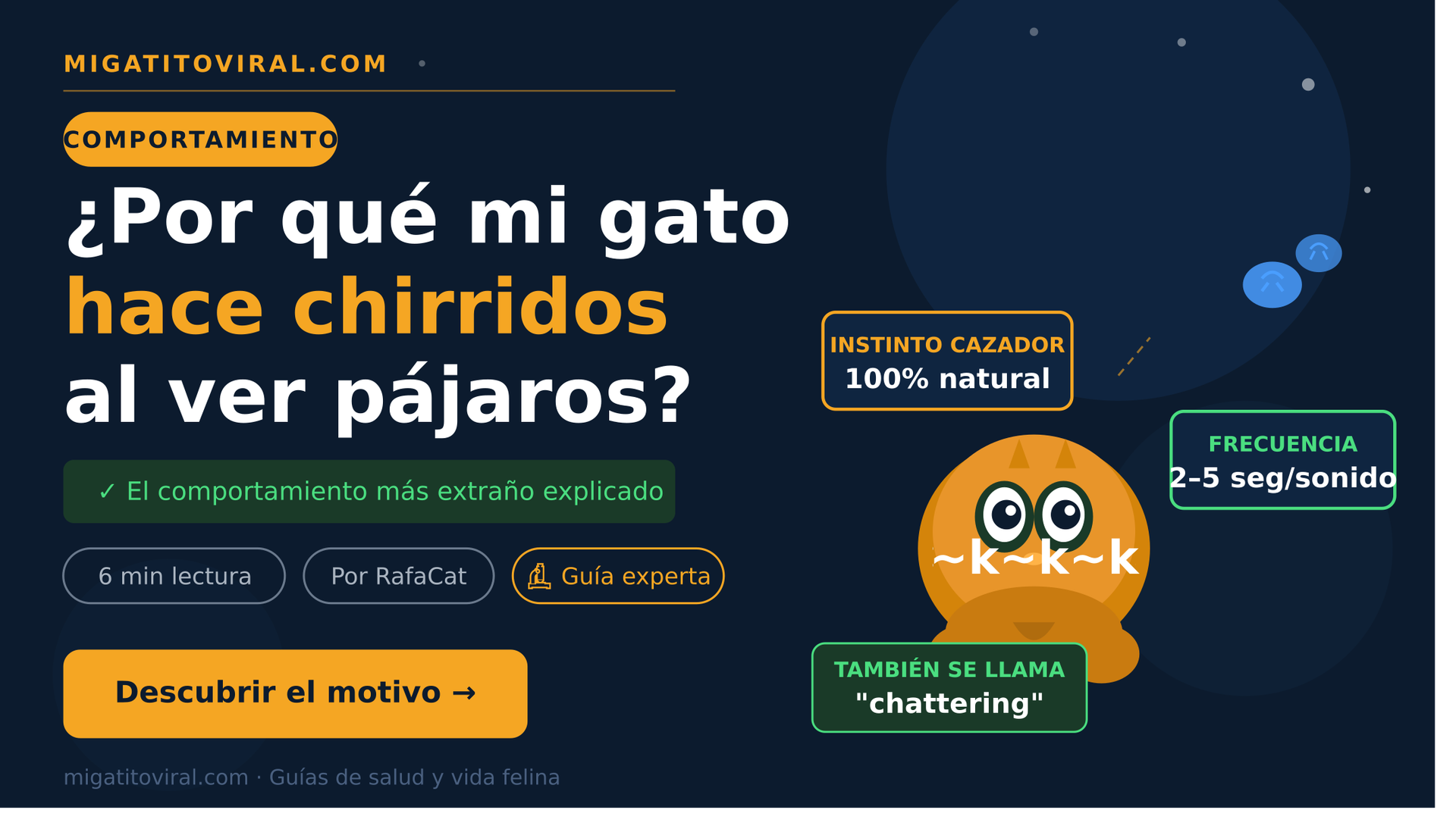Por qué mi gato hace chirridos cuando ve pájaros — comportamiento explicado